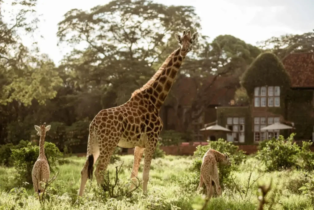 Mother giraffe standing protectively beside her calves in the African savannah.