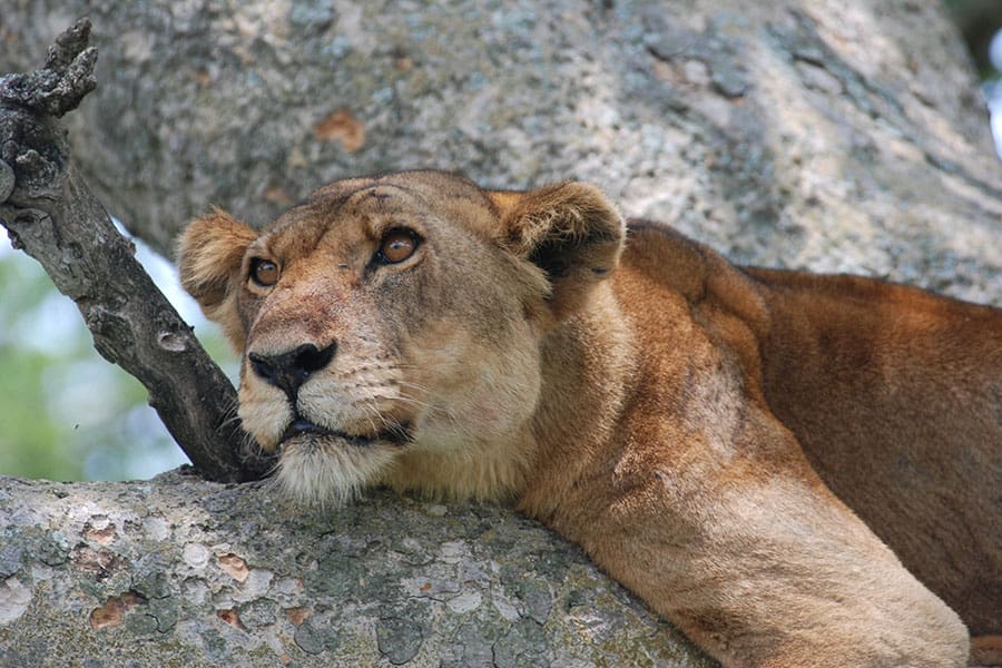 Tree-climbing lion resting on a fig tree near Ishasha Wilderness Camp in Queen Elizabeth National Park, Uganda.