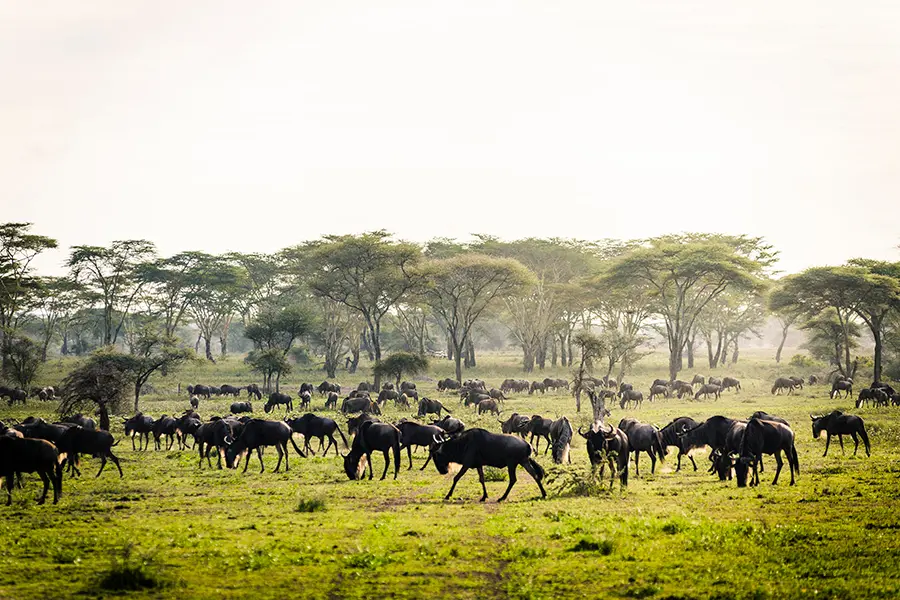 Safari camp in a prime location overlooking the Great Wildebeest Migration in the Serengeti, Tanzania.