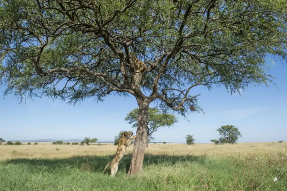 Lions climbing trees in the Grumeti Reserve near Singita Faru Faru Lodge, Serengeti, Tanzania.