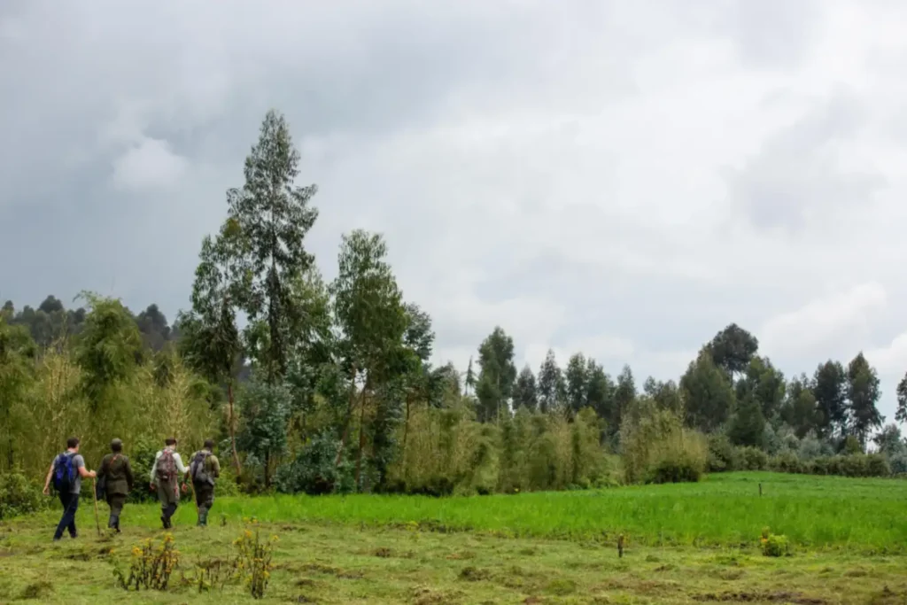 Guest enjoying monkey trekking near Singita Kwitonda Lodge in Volcanoes National Park, Rwanda