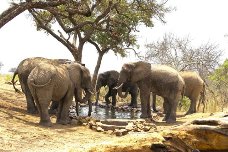 Elephants drinking at the waterhole near Tarangire Treetops safari lodge in Tanzania.