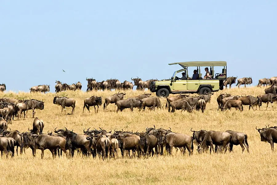 Wildebeest migration game drive at Ubuntu Camp in the Serengeti