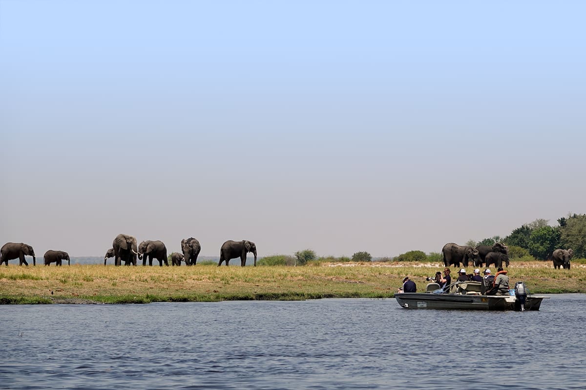 elephants-Chobe-river-water-safari