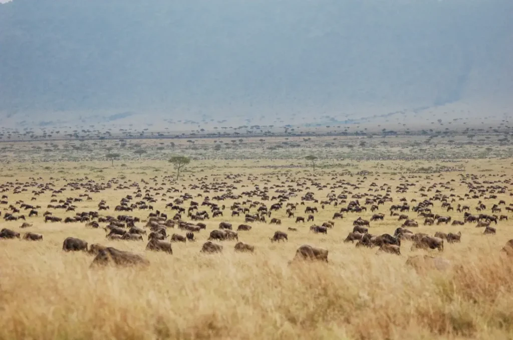Wildebeest migrating across the Serengeti plains near Fortescue during the Great Migration.