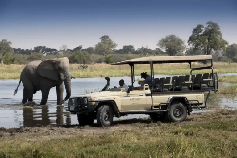 Khwai Camp game drive in Moremi Game Reserve,