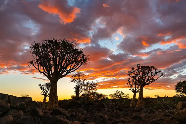 Silhouette view of quiver trees in Keetmanshoop, Namibia, against a colorful twilight sky at sunset.