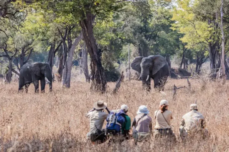 Guests on Chikoko Walking Trails walking through South Luangwa bush with close wildlife encounters.
