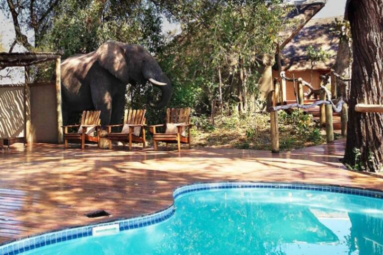 Elephant walking near the swimming pool at Kwando Lagoon Camp in Botswana.