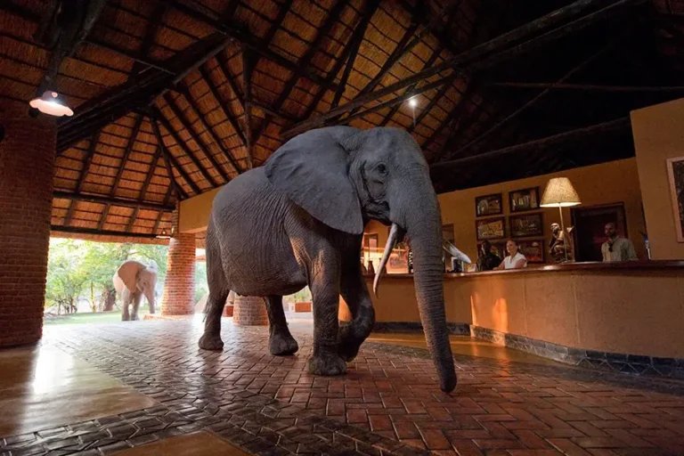 Elephants roaming near Mfuwe Lodge, Zambia