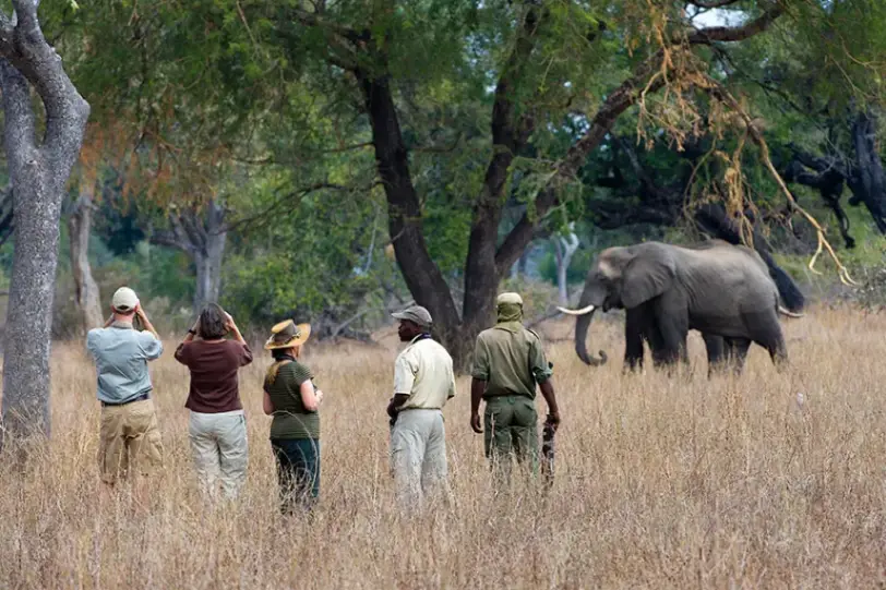 Traveler on a guided walking safari at Mfuwe Lodge observing an elephant from a safe distance in South Luangwa National Park, Zambia.