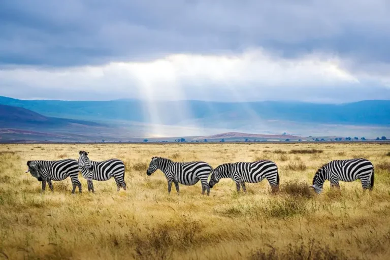 Zebras grazing in the lush grasslands of Ngorongoro Crater, Tanzania
