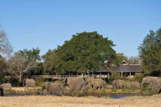 Elephants near the lodge at Sabi Sabi Bush Lodge, South Africa