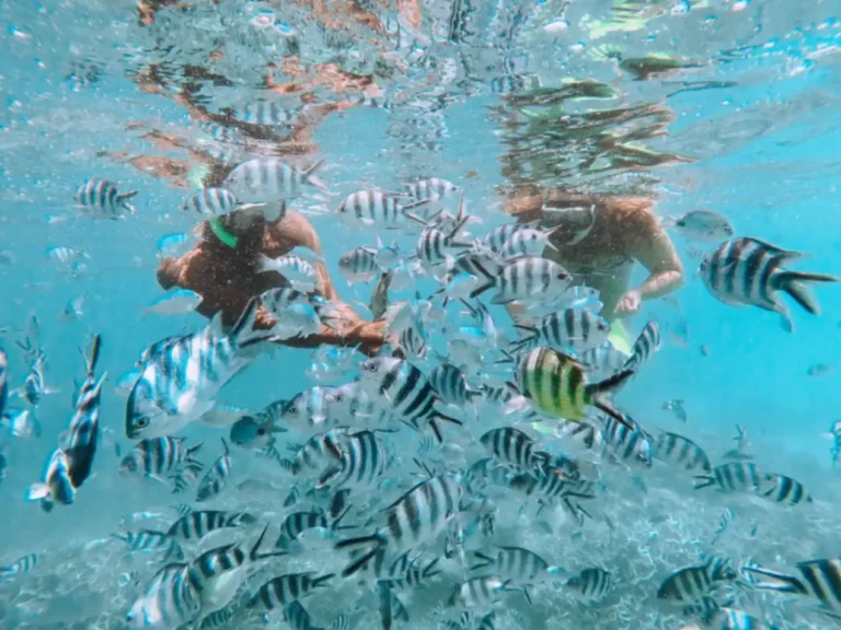 Guest snorkelling in the clear lagoon at LUX* Grand Gaube, Mauritius, surrounded by tropical marine life.