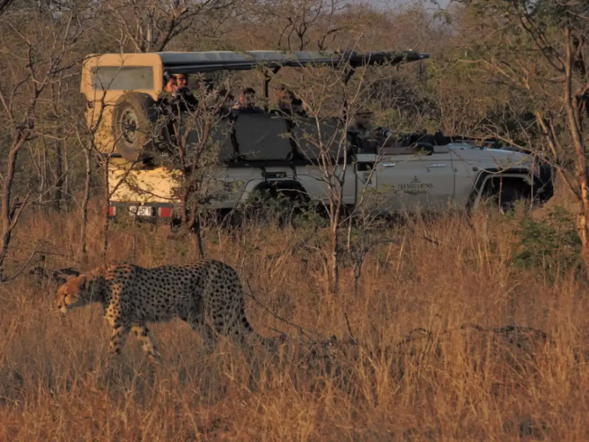 A cheetah gracefully walking past a safari jeep at Hamiltons Tented Camp in Kruger National Park, South Africa.