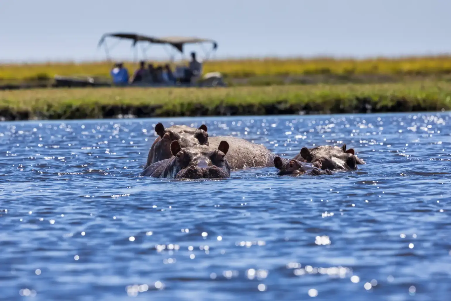 Two hippos playfully splashing in the Chobe River surrounded by lush riverbanks in Botswana.