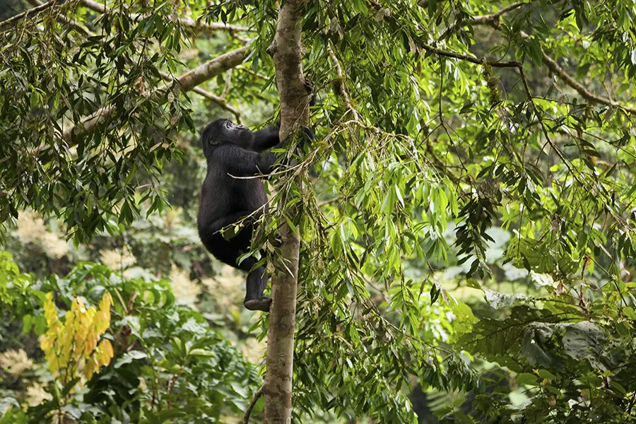 Mountain gorilla climbing a tree in Volcanoes National Park, Rwanda.