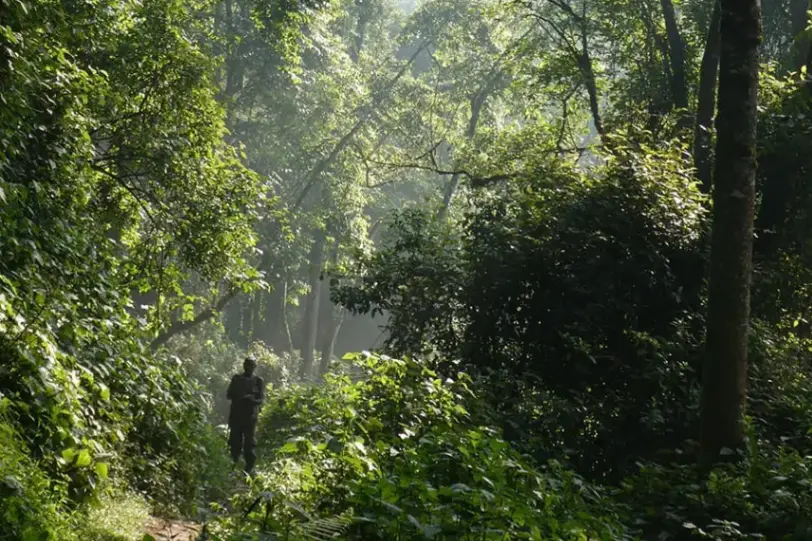 Forest path at Lake Mutanda Resort surrounded by lush greenery near Lake Mutanda, Uganda