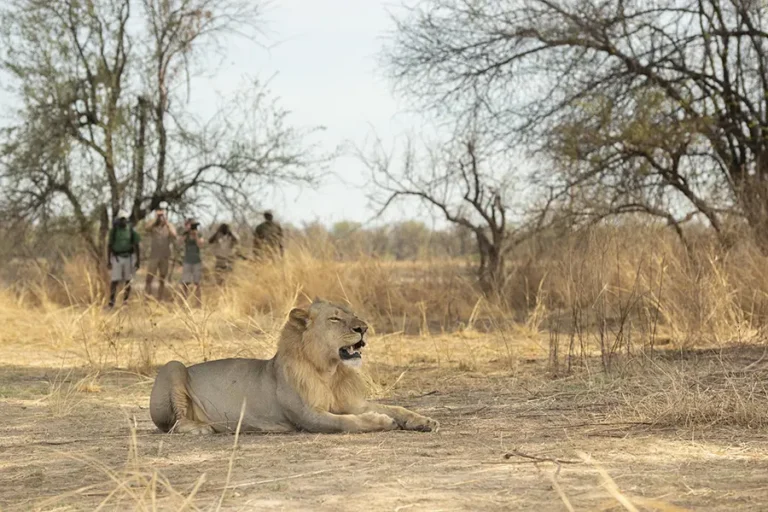 Mwaleshi Camp walking safari with guides observing a lion sighting in Zambia’s remote wilderness