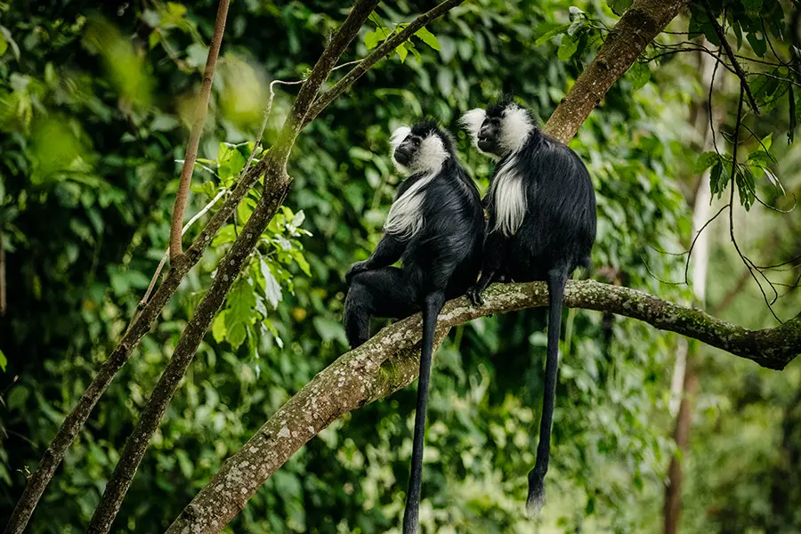 Colobus monkey near One&Only Nyungwe House in Nyungwe National Park, Rwanda.