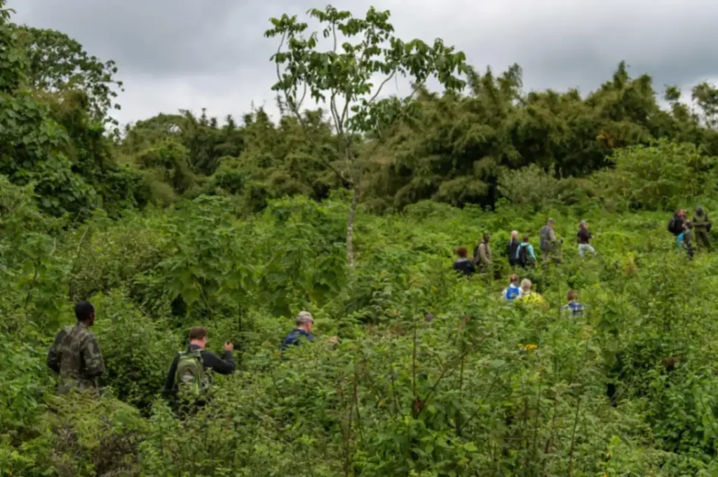 Gorilla trekking tour from Sabyinyo Silverback Lodge in Volcanoes National Park, Rwanda.