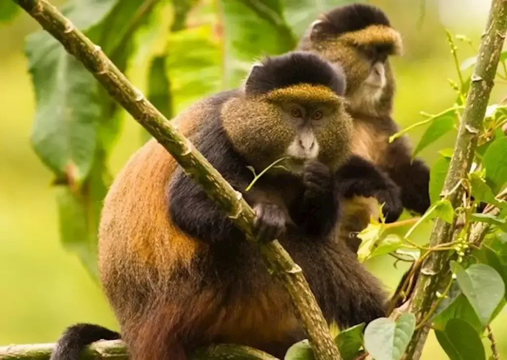 Golden monkeys in Volcanoes National Park near Tiloreza Volcanoes Ecolodge, Rwanda, amidst lush bamboo forest.
