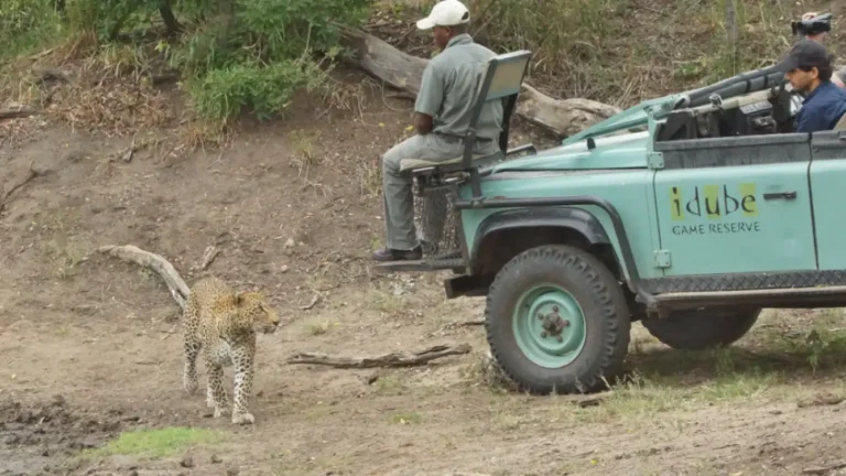 Close-up of a leopard in Sabi Sands Game Reserve, South Africa