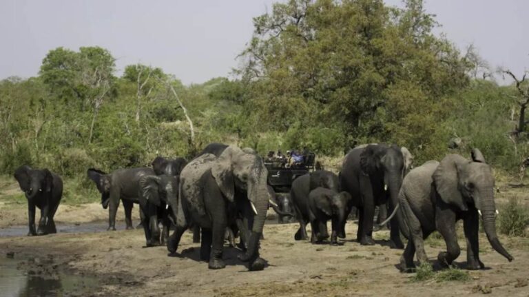 Elephants walking near Sable Camp in MalaMala Game Reserve, Greater Kruger