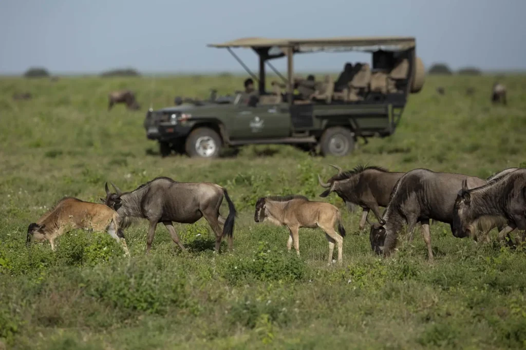 Family Safari Packages 2026–2030 Large wildebeest herds on the Serengeti plains near Singita Camp during calving season