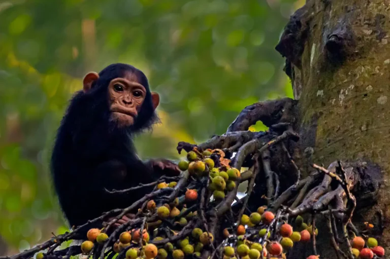 Young chimpanzee eating figs in a forest in western Tanzania.
