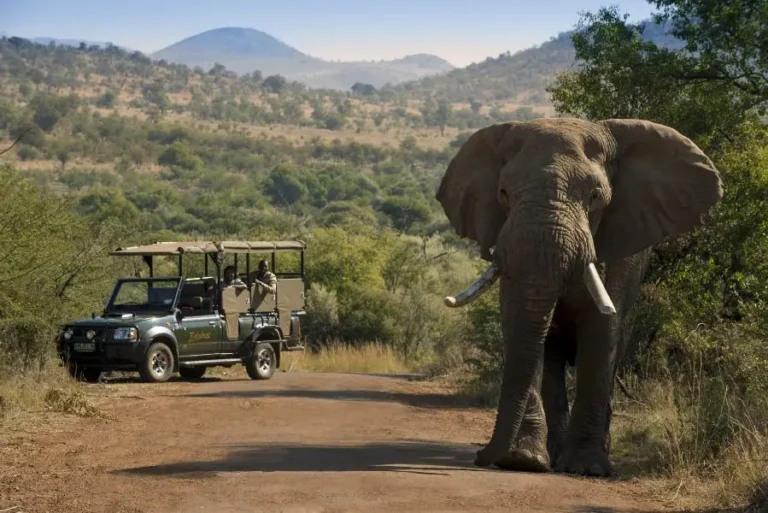 Elephant sighting during a family safari game drive at Bakubung Bush Lodge in Pilanesberg National Park