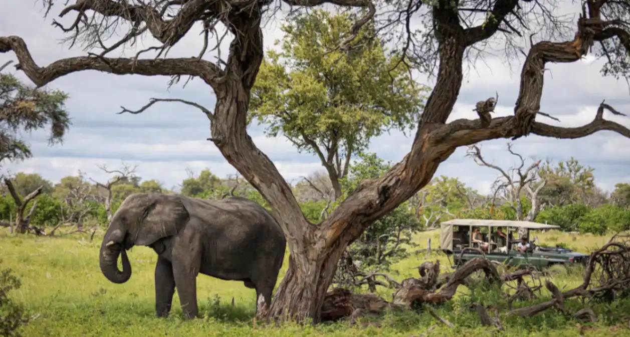 Khwai River Camp luxury safari honeymoon lodge in Botswana