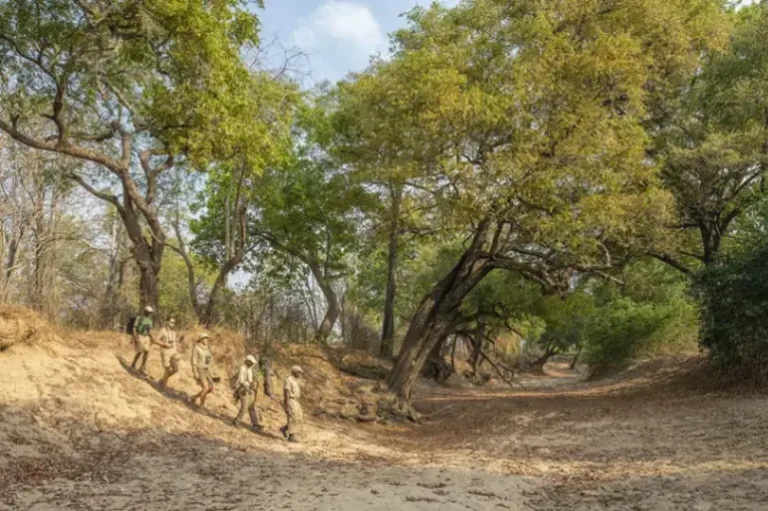 Guided walking safari tracking predators on foot at Chikoko Camp in South Luangwa National Park, Zambia.