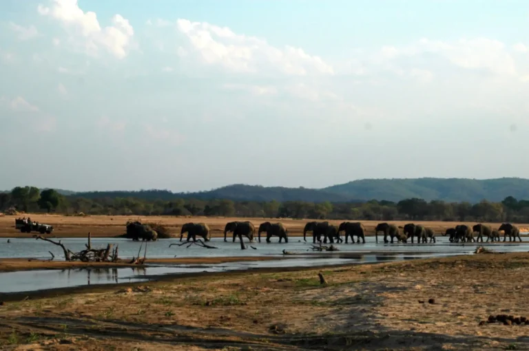 Elephant seen at close range near Island Bush Camp in South Luangwa National Park, Zambia