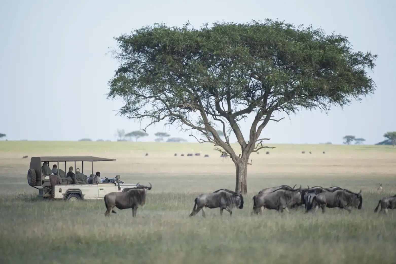 Wildebeest migration sighting during a Singita Serengeti 4x4 safari