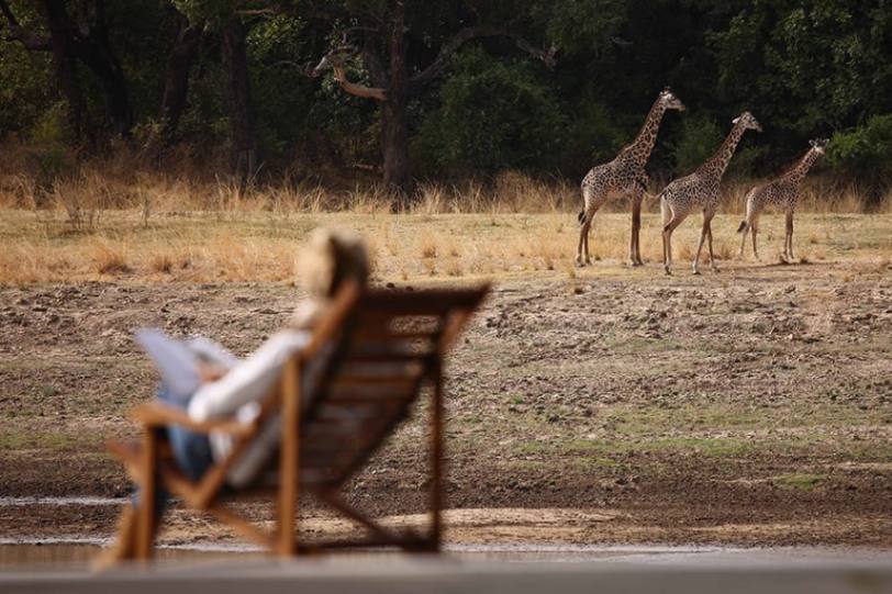 Giraffes spotted during relaxing time at Time + Tide Chinzombo, South Luangwa