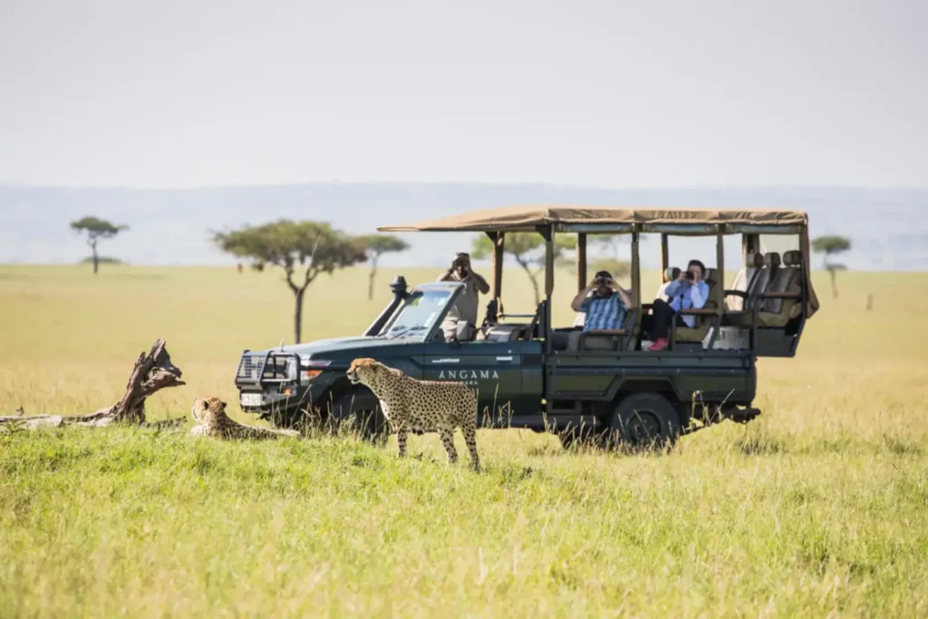 Safari vehicle from Angama Mara observing a cheetah during a game drive in the Maasai Mara, Kenya
