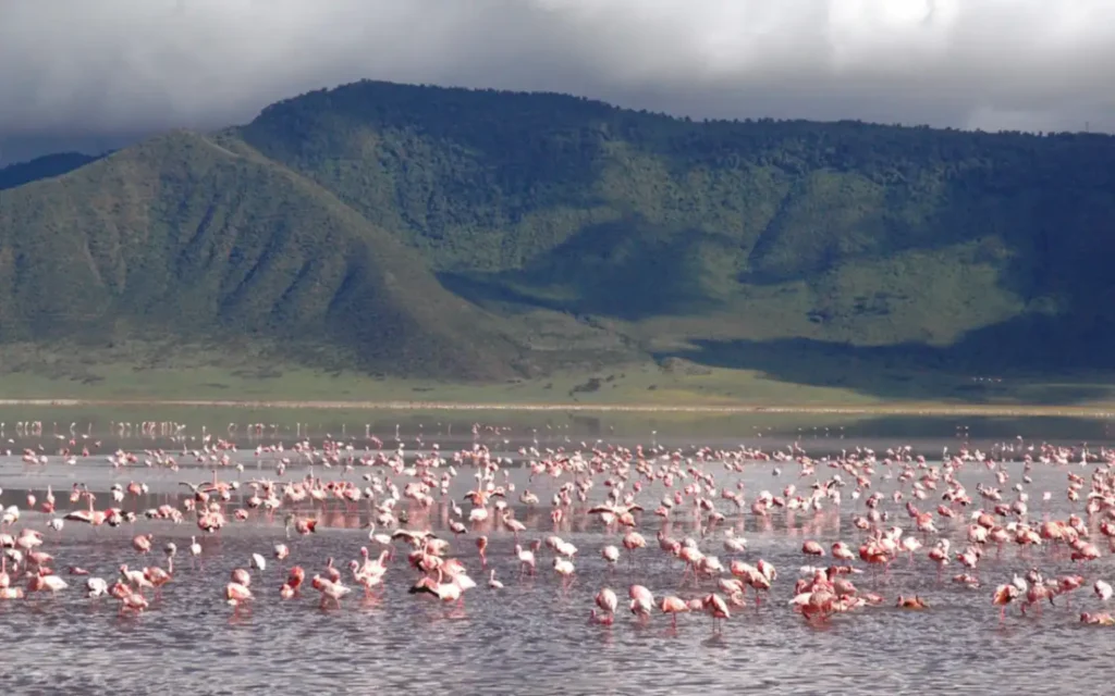 Bird watching safari at Ngorongoro Crater Lodge
