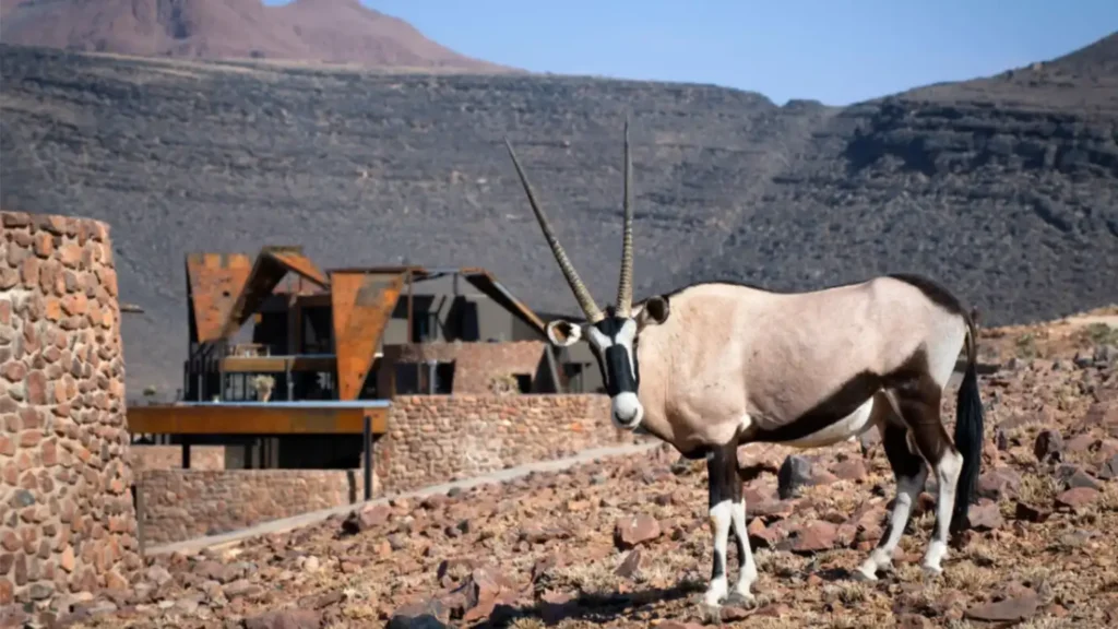 close up image of oryx at Sossusvlei Lodge – Namib Desert, Namibia