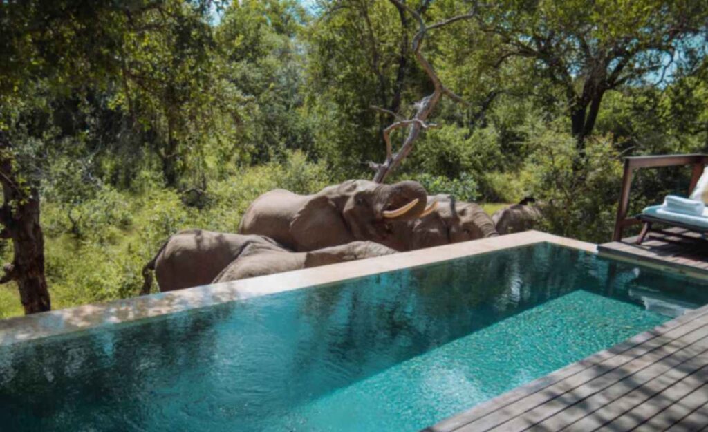 Elephants drinking at the waterhole near a luxury suite plunge pool at Malewane Lodge, Royal Malewane in Thornybush Private Game Reserve