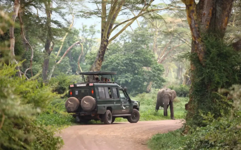 Morning 4x4 safari game drive at Ngorongoro Crater Lodge