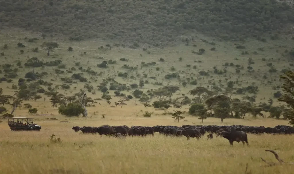 Wildebeest migration herds crossing the Serengeti plains in Tanzania