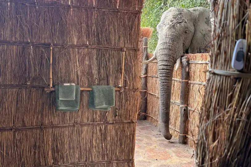Elephants near en suite bathroom at Big Lagoon Camp Zambia