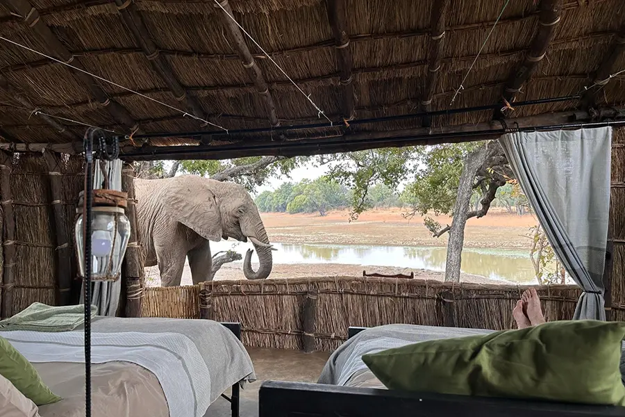 Elephants seen from bedroom at Big Lagoon Camp Zambia