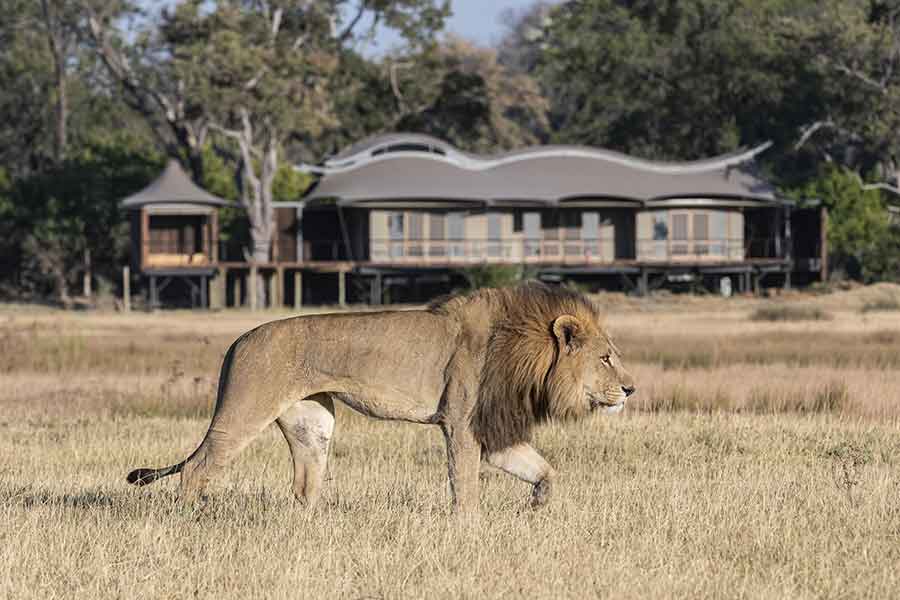 Wildlife near Xigera Safari Lodge in Botswana's Okavango Delta with animals visible close to camp and surrounding floodplains.