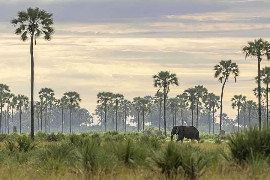 Okavango Delta wildlife with iconic Real Fan Palms near Xigera Safari Lodge in Botswana's Moremi Game Reserve.